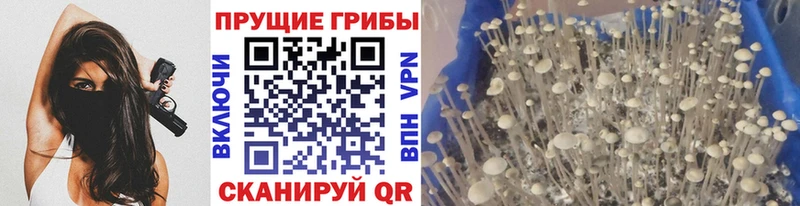 Галлюциногенные грибы Psilocybe даркнет какой сайт Александров